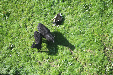 Aerial View of Black Cows Grazing in Green Field
