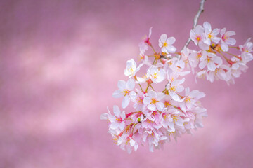花筏と満開の河津桜