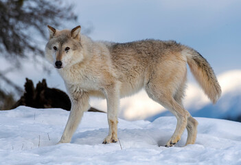 Fototapeta premium Arctic Tundra Wolf