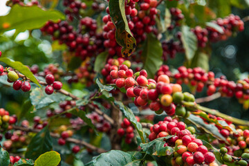 Berries of Arabic coffee on the branch of coffee plant in the coffee plantation in Boquete region, Panama - obrazy, fototapety, plakaty