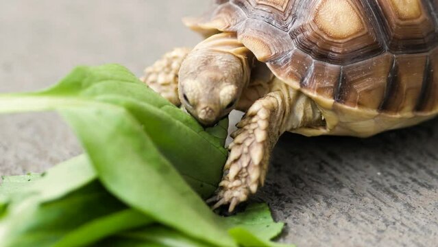 African Sulcata Turtle Tortoise herbivore reptile eating leaf leaves, cute friendly pet