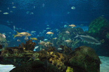Naklejka na ściany i meble Beautiful view of the underwater world