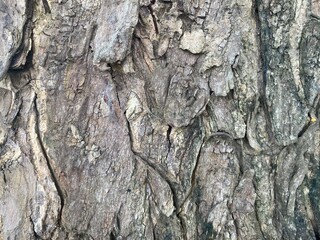 bark of a tree