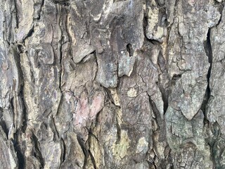 bark of a tree 