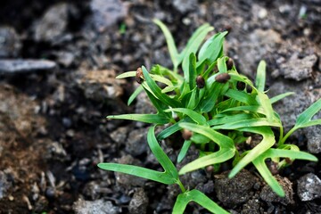 Photo of Growing Vegetables from Seeds. Growing Vegetables in garden. Planting progress.