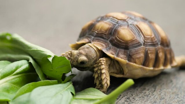 African Sulcata Turtle Tortoise herbivore reptile eating leaf leaves, cute friendly pet