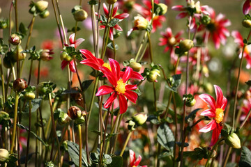 Sunny autumn day. The dahlia blossoms in bright flowers with white-red petals and the yellow middle.