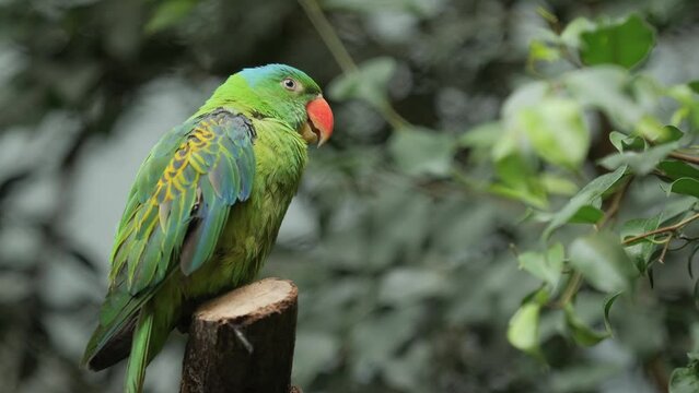 Close-up blue naped parrot sits in tropical green jungle and croaks, orange beak