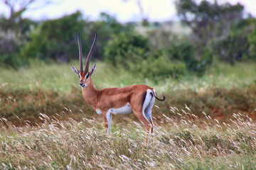 A Male Grants Gazelle gazes across the bush looking out for his herd and enemies at Tsavo East...