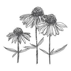 Echinacea flowers vector illustration sketch clipart isolated on white background - obrazy, fototapety, plakaty