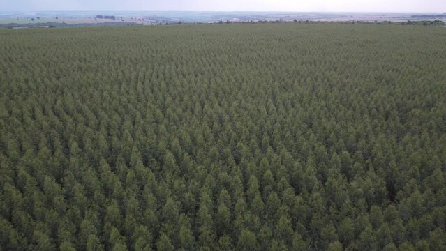 Floresta de Eucalipto