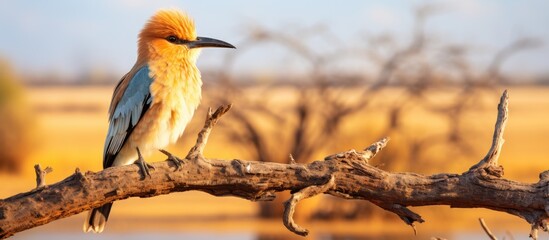African bird in Botswanas wilderness