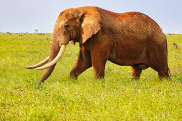 A Majestic Elephant coated in Tsavo's red clay gazes across at tourists on the game trails at Tsavo...