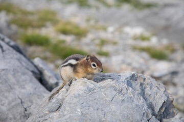 Beautiful view of a squirrel in nature