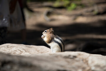 Beautiful view of a squirrel in nature