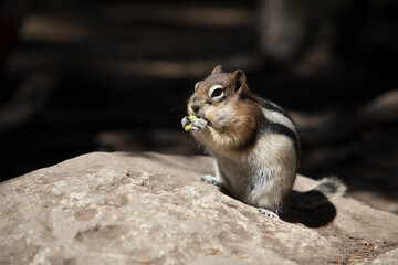 Beautiful view of a squirrel in nature