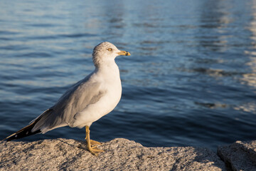 Beautiful view of a seagull