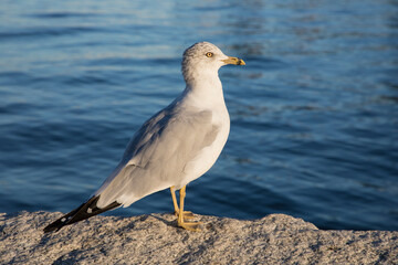 Fototapeta na wymiar Beautiful view of a seagull