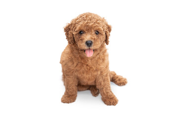 Portrait of brown poodle puppy on white background