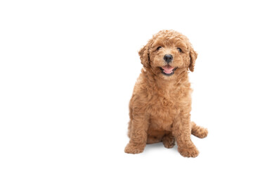 Portrait of brown poodle puppy on white background