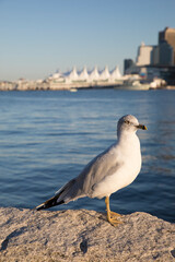 Beautiful view of a seagull