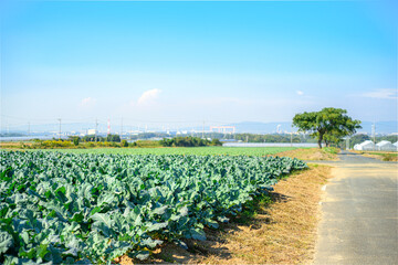 愛知県豊橋市のキャベツ畑