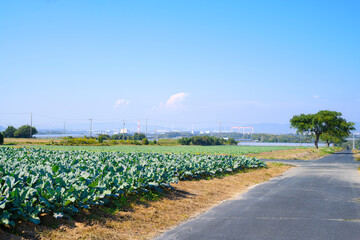 愛知県豊橋市のキャベツ畑