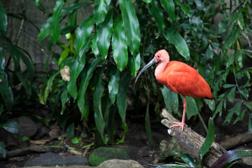 The Scarlet Ibis in the Montreal Biodome