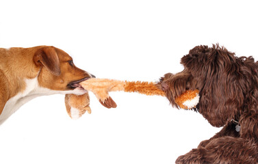 Two dogs play tug-of-war with long fluffy toy. 2 bonded puppy dog friends with toy in mouth pulling and playing. Female Harrier mix and female Labradoodle. Selective focus. - obrazy, fototapety, plakaty