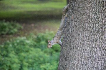 Beautiful view of a squirrel in nature