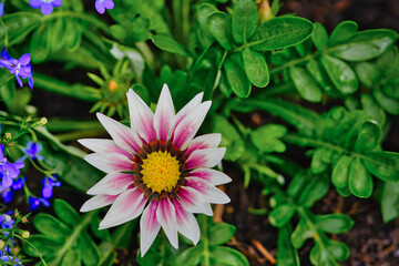 Blooming gazania flower surrounded by fresh green leaves . Asteraceae