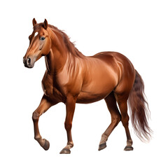 Obraz premium Horse on transparent background