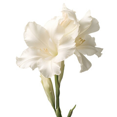 Gladiolus flower png Gladiolus png flower png iris family flower png beautiful flower png Gladiolus flower transparent background