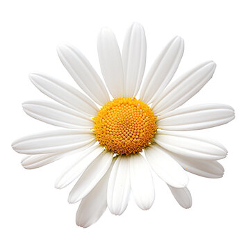 Daisy flower png Daisy png flower png beautiful flower png Daisy flower transparent background