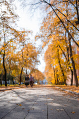 Beautiful park in fall season. Bright autumn trees with falling yellow leaves in the park. Beautiful sunny autumn day. Autumn landscape in the city