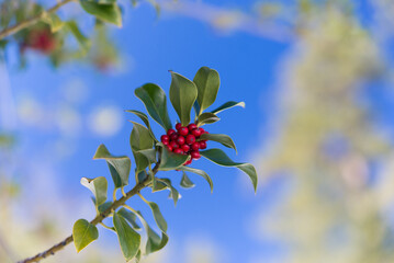 red berries on a branch