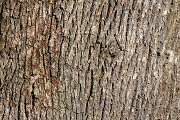 An abstract image of the cracked texture of rough tree bark. 