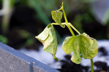 A close up image of a single bean sprout plant which has been touch by frost and is dying. 