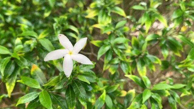 Close-up video of the white Mondokaki flower or in Indonesia this plant is known as wari flower moving in the wind