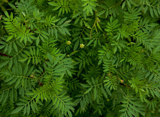 Marigold leaf. Green leaves background. Selective focus.