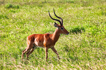 Naklejka na ściany i meble A magnificient Male Impala with imposing horns gazes across th savanna at Tsavo East National Park, Kenya, Africa