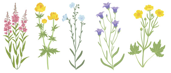 willowherb,globeflower, bells, linum and buttercup, field flowers, vector drawing wild plants at white background, floral elements, hand drawn botanical illustration - obrazy, fototapety, plakaty