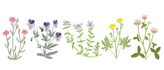 maiden pink, pansy, thyme, buttercup and alsike clover, field flowers, vector drawing wild plants at white background, floral elements, hand drawn botanical illustration