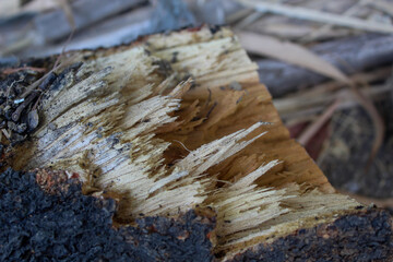 the fibrous surface of the bark of a piece of wood