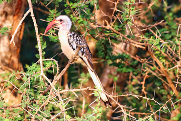 Red billed Hornbill on a bush at Tsavo East National Park, Kenya, Africa