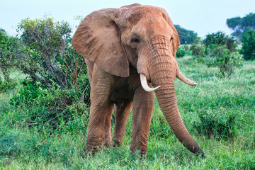 A Lone Elephant in the grass at Tsavo East National Park, Kenya, Africa