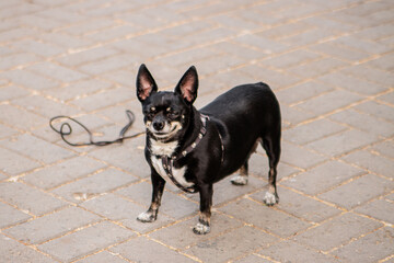 A small dog of the toy terrier and chihuahua breeds on a walk in the park.