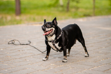A small dog of the toy terrier and chihuahua breeds on a walk in the park.