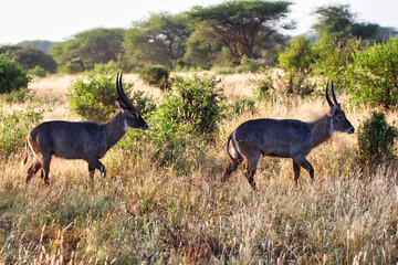 Two male waterbucks fighting for herd dominance at Tsavo East National Park, Kenya, Africa