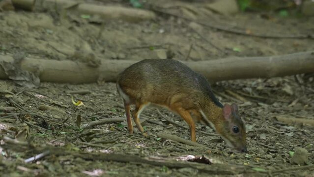 Facing to the left as it moves forward while eating some fallen fruits on the forest ground, Lesser Mouse Deer Tragulus kanchil, Thailand